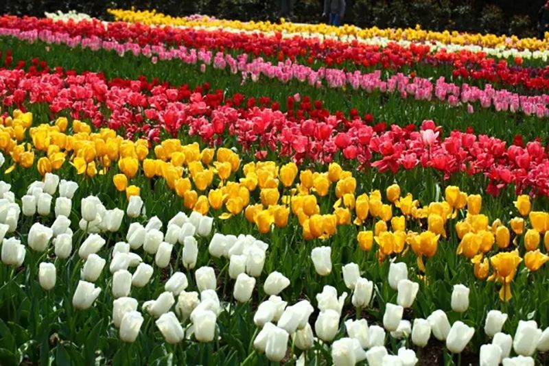 おかばる花公園