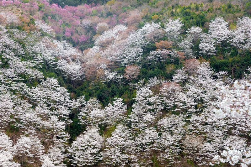 岩屋の千本桜
