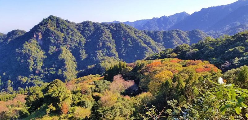 椿山森林公園