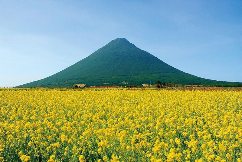 いぶすきの菜の花畑