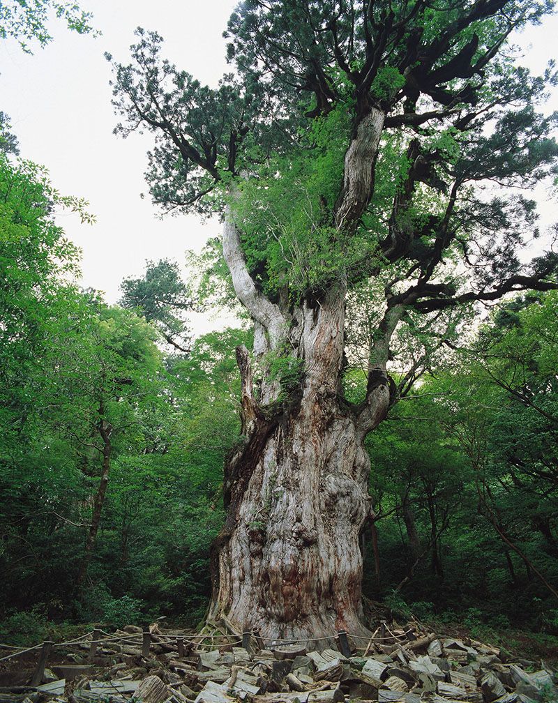 縄文杉